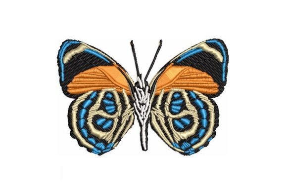 Callicaore Butterfly Review